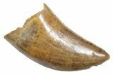 Serrated, Tyrannosaur (Nanotyrannus) Tooth - Wyoming #357062-1